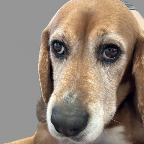 Carmine, an adoptable Beagle in Valley Village, CA_image-3