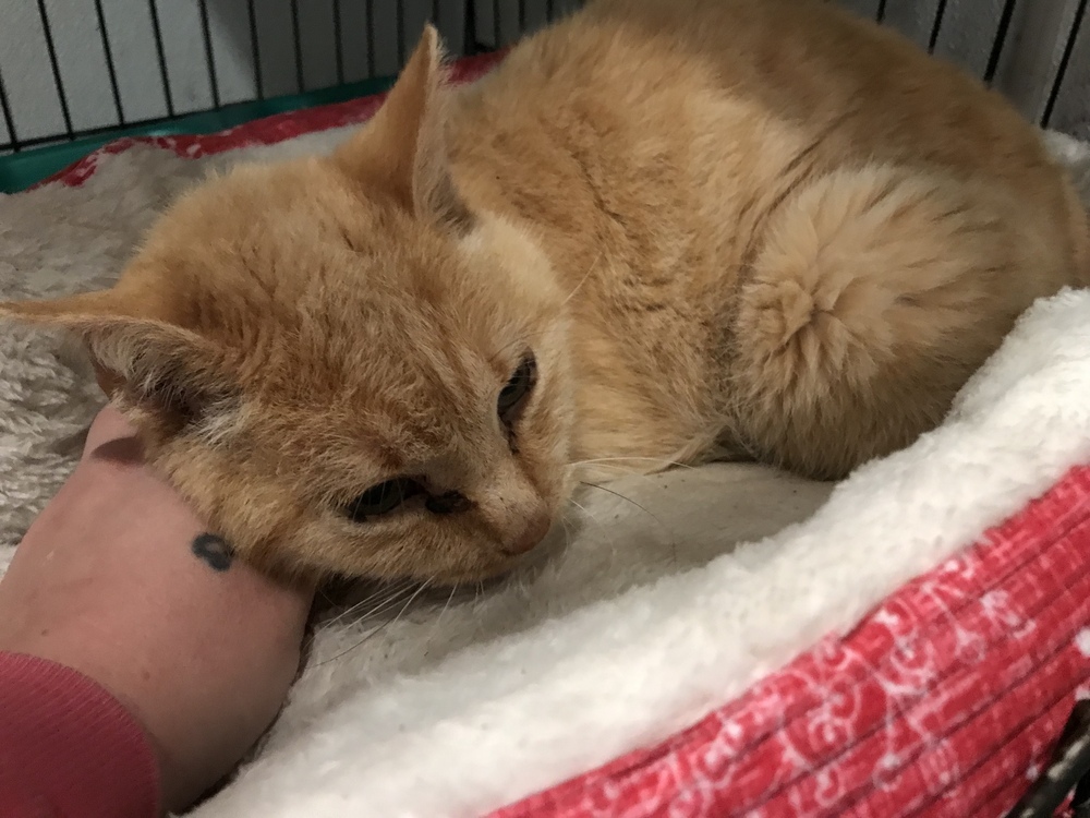 Fancy, an adoptable Domestic Short Hair in Crystal Springs, MS, 39059 | Photo Image 1