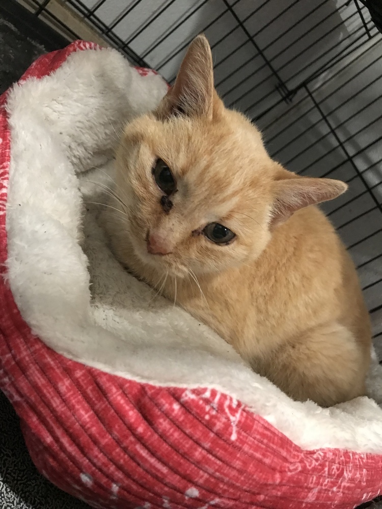 Fancy, an adoptable Domestic Short Hair in Crystal Springs, MS, 39059 | Photo Image 2