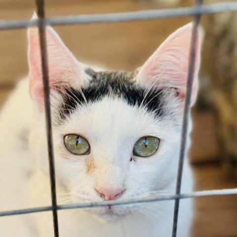 Monkey, an adoptable Domestic Short Hair in Redwood Valley, CA, 95470 | Photo Image 1