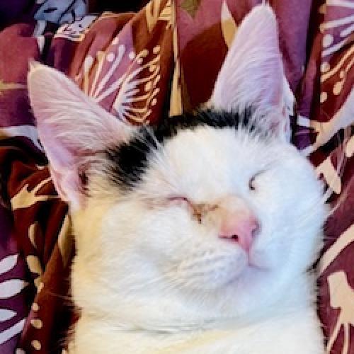 Monkey, an adoptable Domestic Short Hair in Redwood Valley, CA, 95470 | Photo Image 2