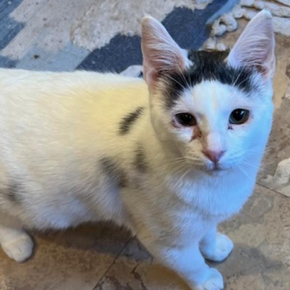 Monkey, an adoptable Domestic Short Hair in Redwood Valley, CA, 95470 | Photo Image 3