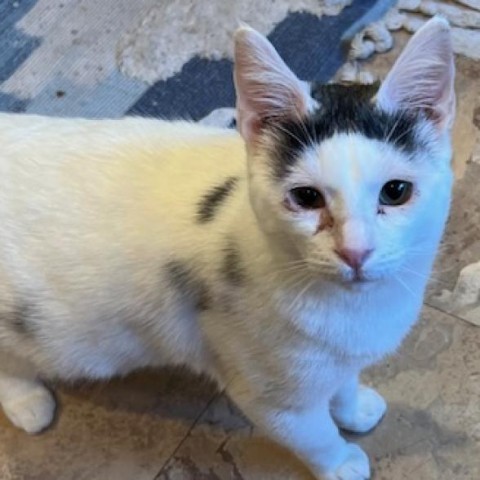 Monkey, an adoptable Domestic Short Hair in Redwood Valley, CA, 95470 | Photo Image 4