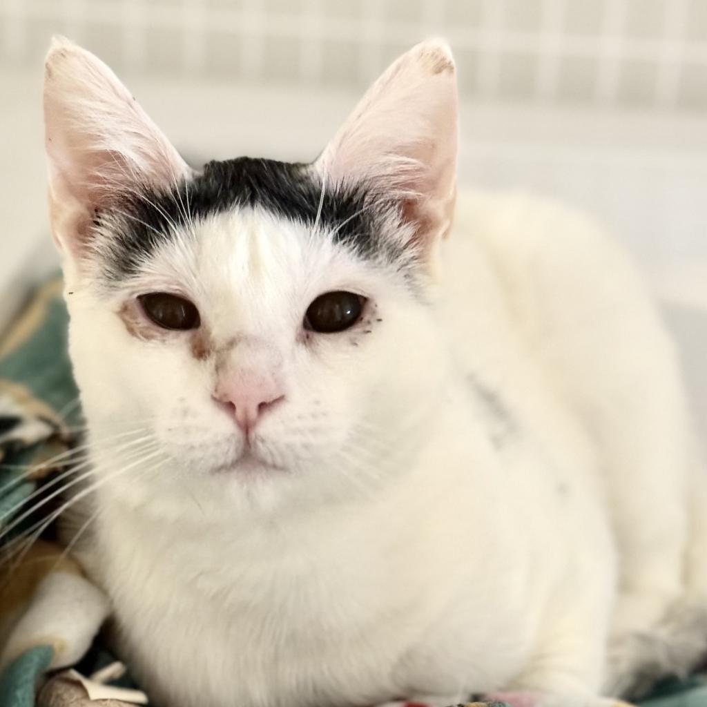 Monkey, an adoptable Domestic Short Hair in Redwood Valley, CA, 95470 | Photo Image 5