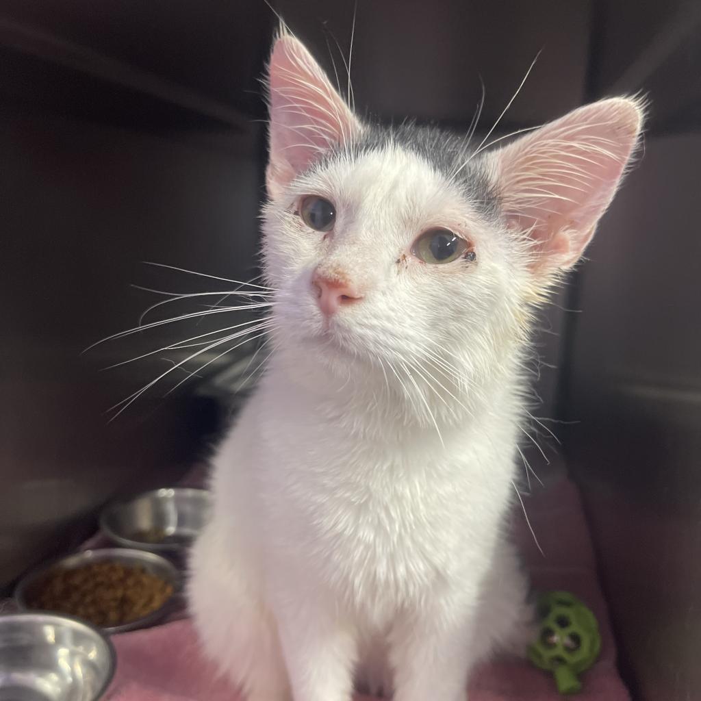 Monkey, an adoptable Domestic Short Hair in Redwood Valley, CA, 95470 | Photo Image 6