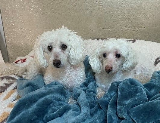 Gracie and George, an adoptable Miniature Poodle in Laguna Beach, CA_image-1