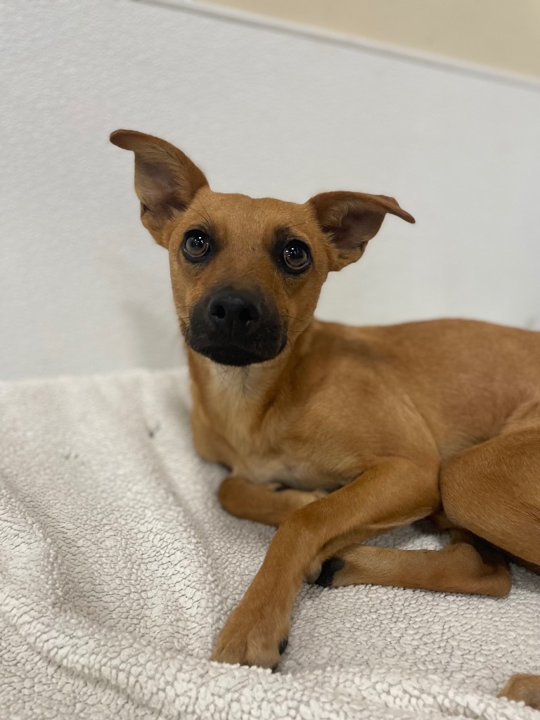 Chantey, an adoptable Mixed Breed in Thousand Oaks, CA, 91360 | Photo Image 1