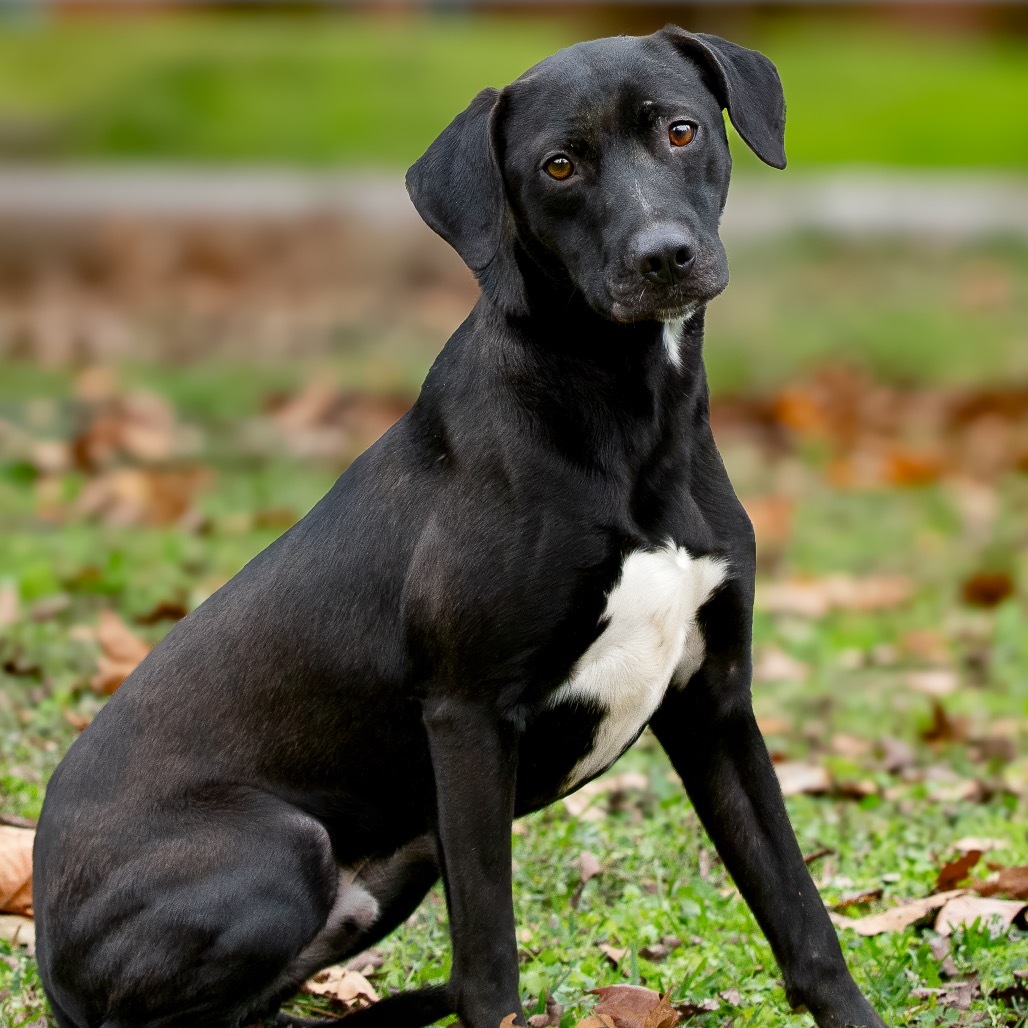 Forest, an adoptable Labrador Retriever in Livingston, TX, 77351 | Photo Image 1