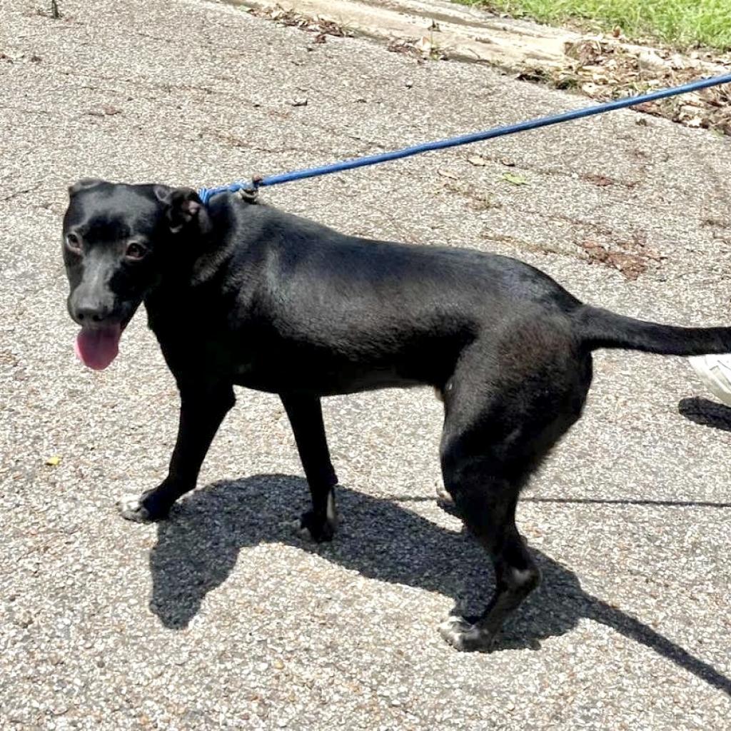 Forest, an adoptable Labrador Retriever in Livingston, TX, 77351 | Photo Image 2