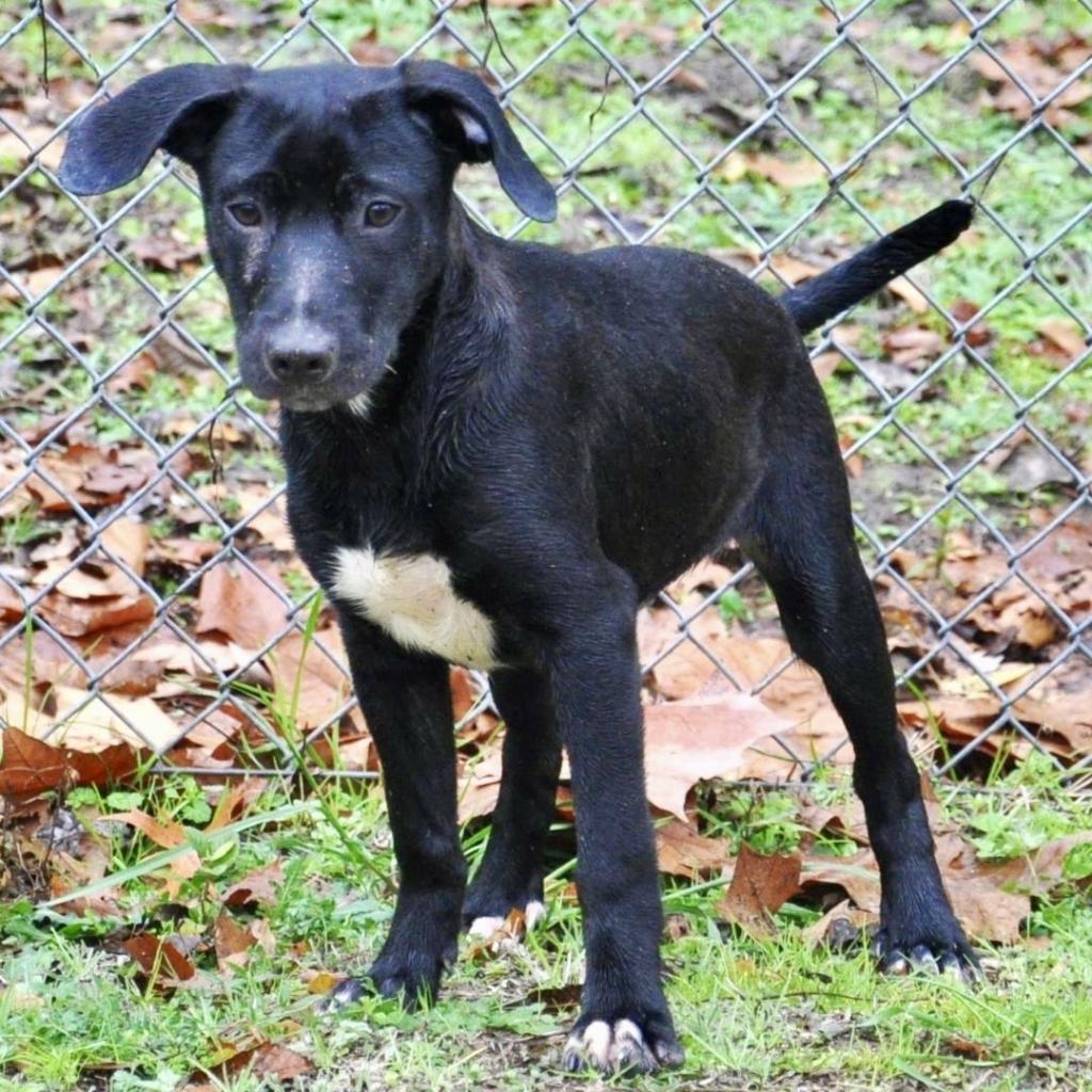 Forest, an adoptable Labrador Retriever in Livingston, TX, 77351 | Photo Image 3
