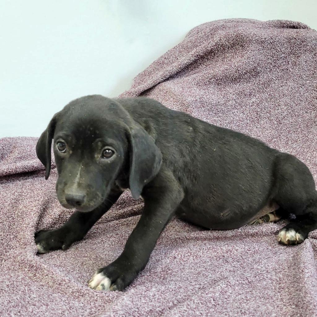 Forest, an adoptable Labrador Retriever in Livingston, TX, 77351 | Photo Image 4