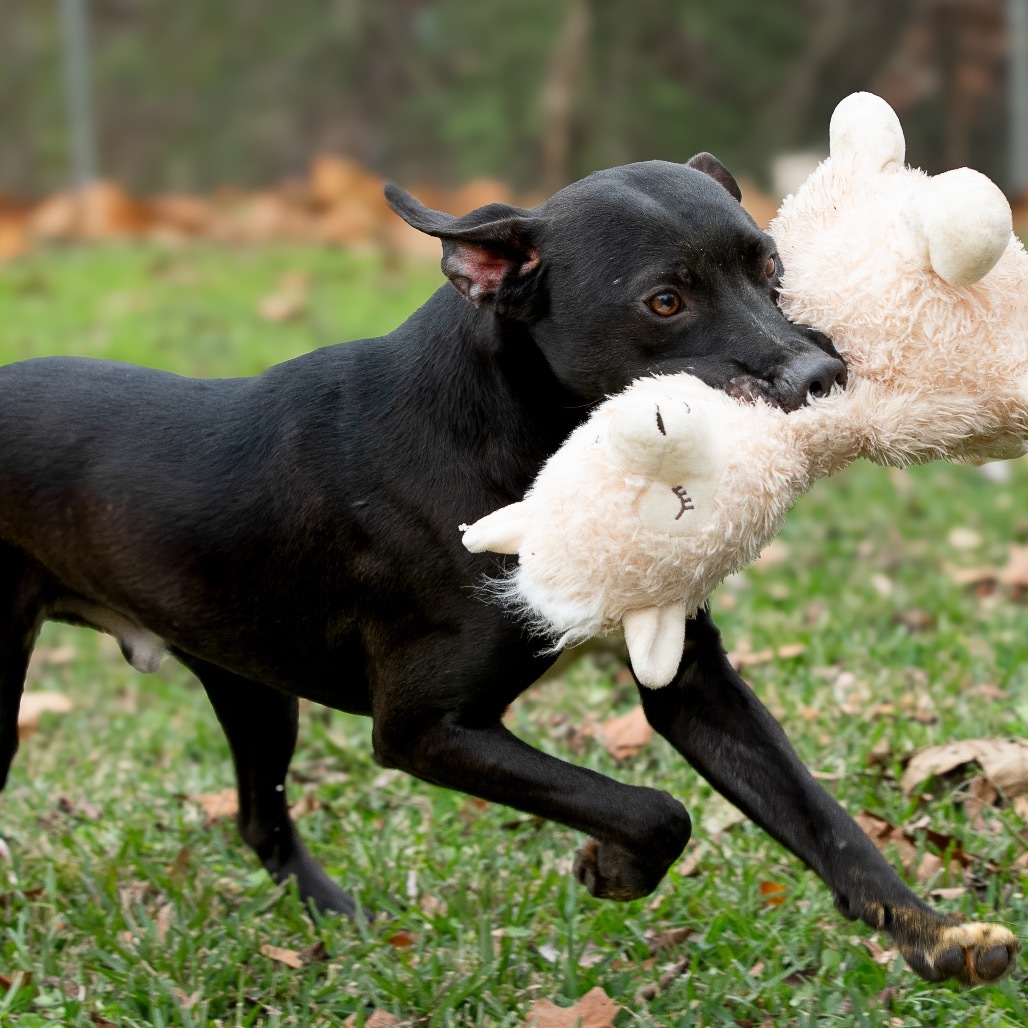 Forest, an adoptable Labrador Retriever in Livingston, TX, 77351 | Photo Image 5