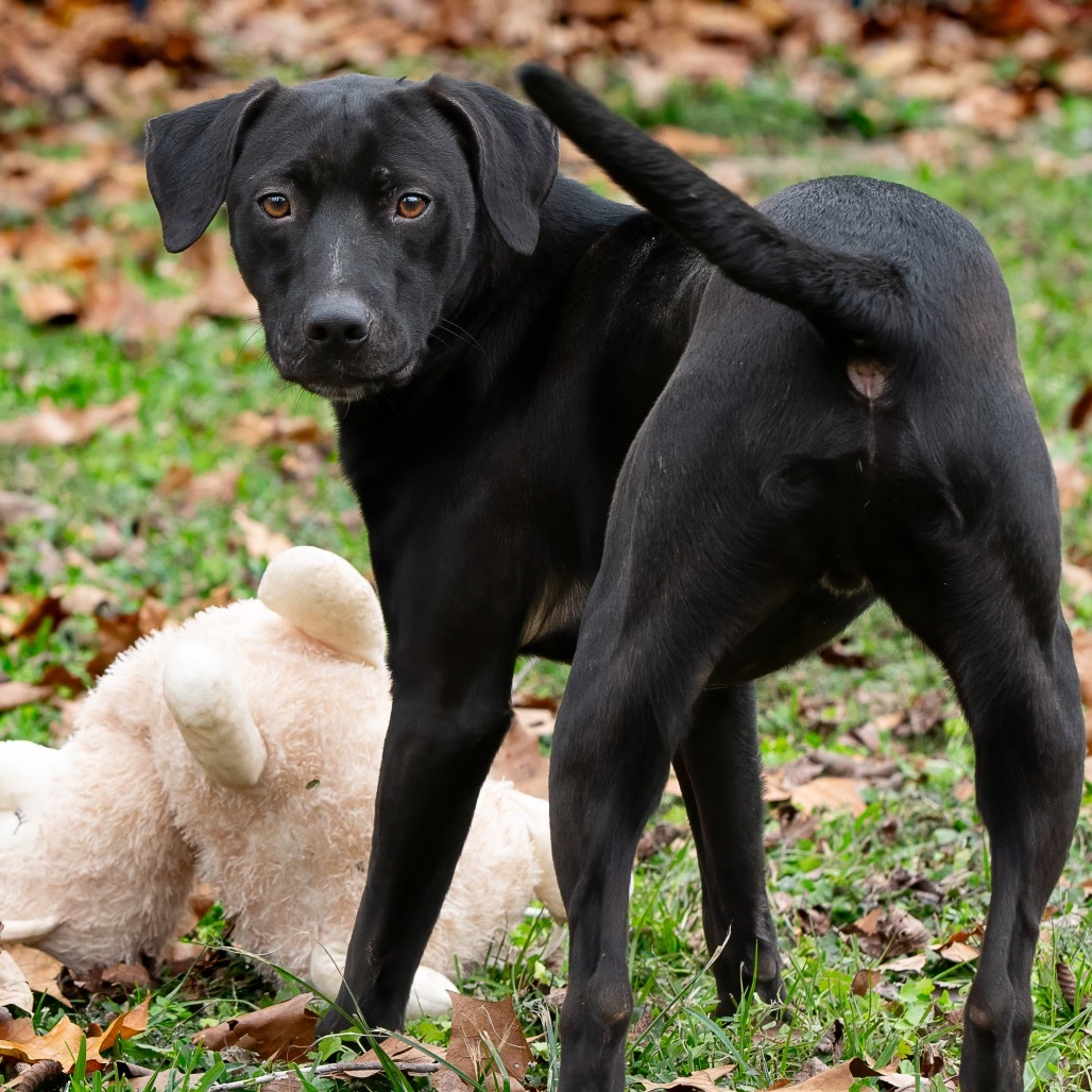Forest, an adoptable Labrador Retriever in Livingston, TX, 77351 | Photo Image 6
