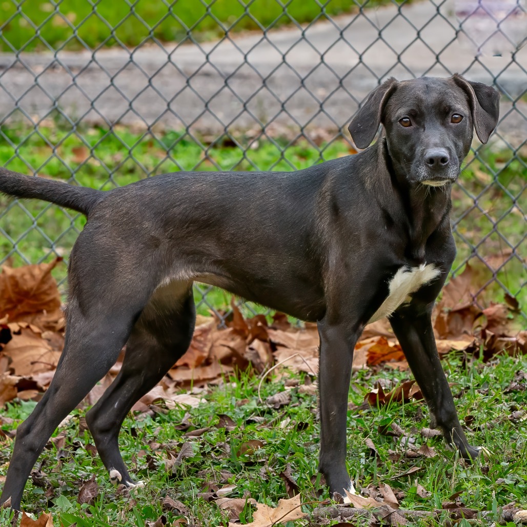Freya, an adoptable Labrador Retriever in Livingston, TX, 77351 | Photo Image 1
