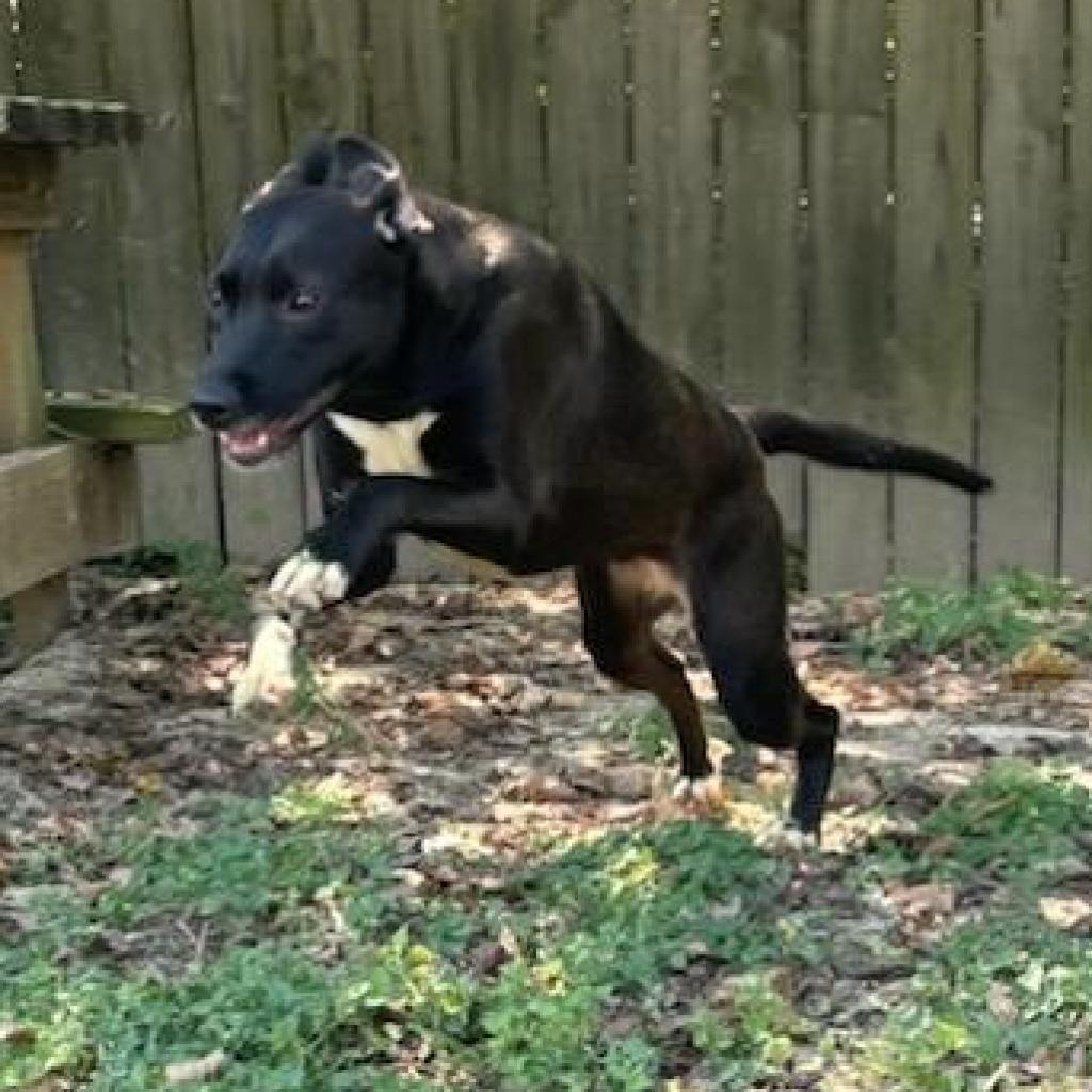 Freya, an adoptable Labrador Retriever in Livingston, TX, 77351 | Photo Image 2