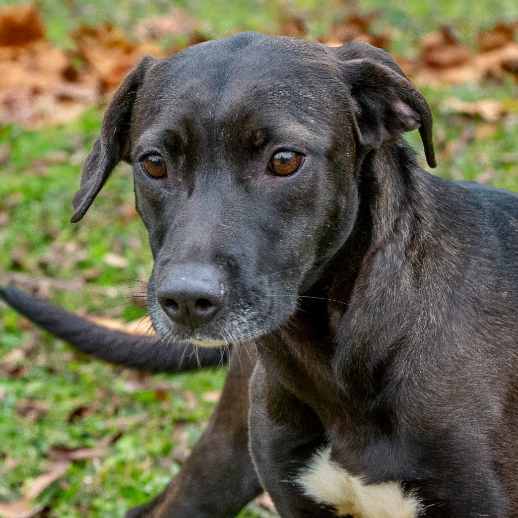 Freya, an adoptable Labrador Retriever in Livingston, TX, 77351 | Photo Image 3