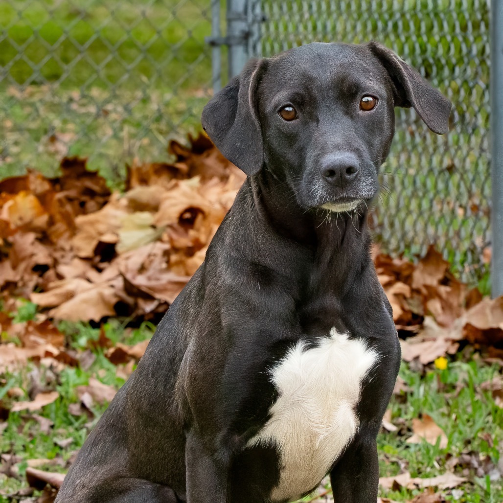Freya, an adoptable Labrador Retriever in Livingston, TX, 77351 | Photo Image 4