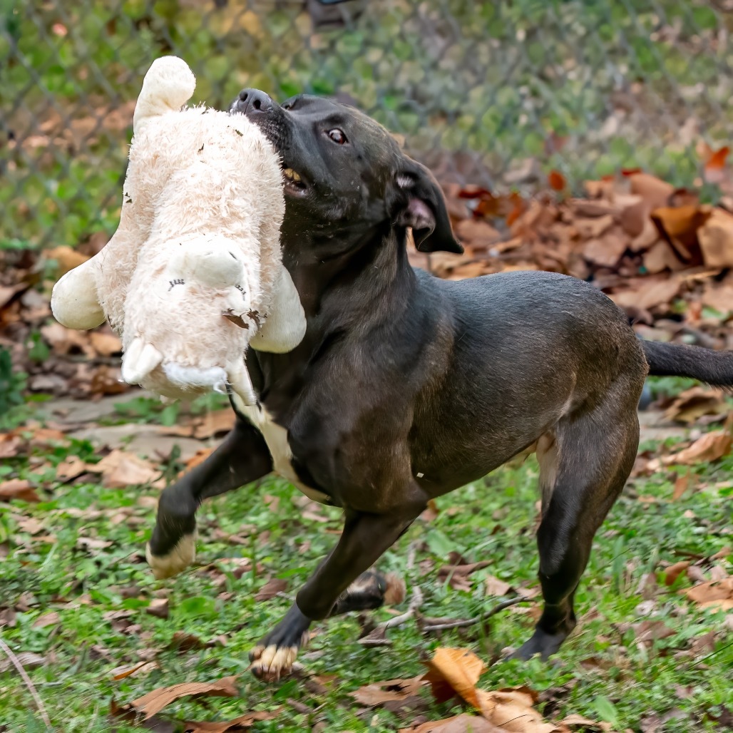 Freya, an adoptable Labrador Retriever in Livingston, TX, 77351 | Photo Image 5