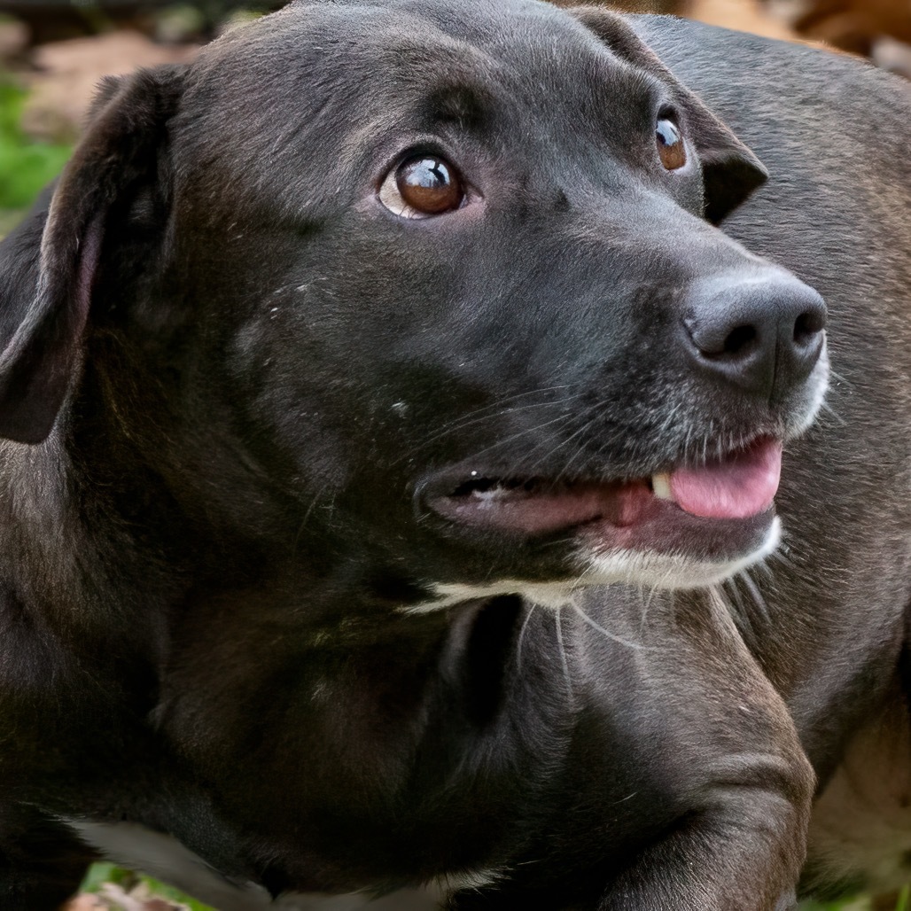 Freya, an adoptable Labrador Retriever in Livingston, TX, 77351 | Photo Image 6