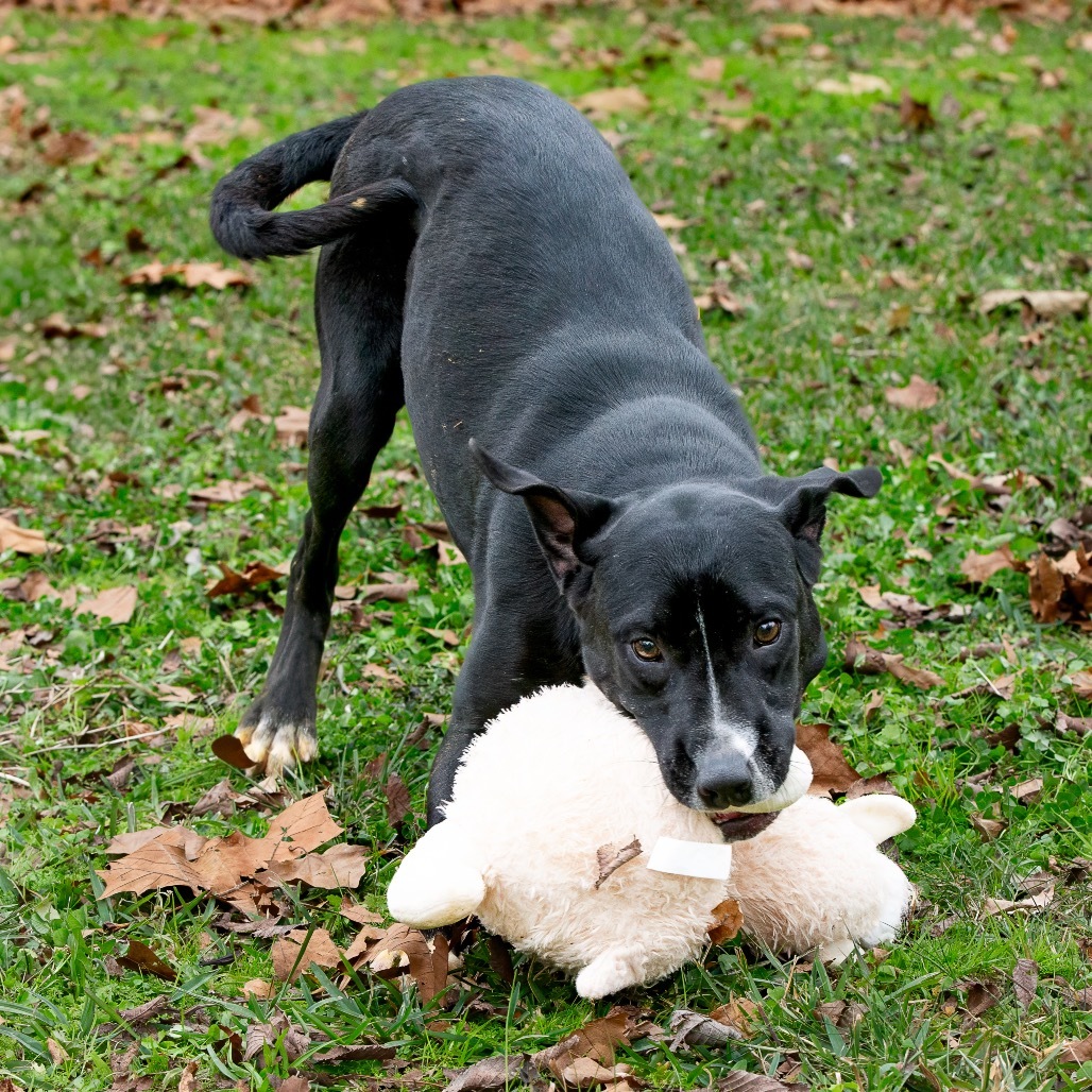 Fletch, an adoptable Labrador Retriever in Livingston, TX, 77351 | Photo Image 1