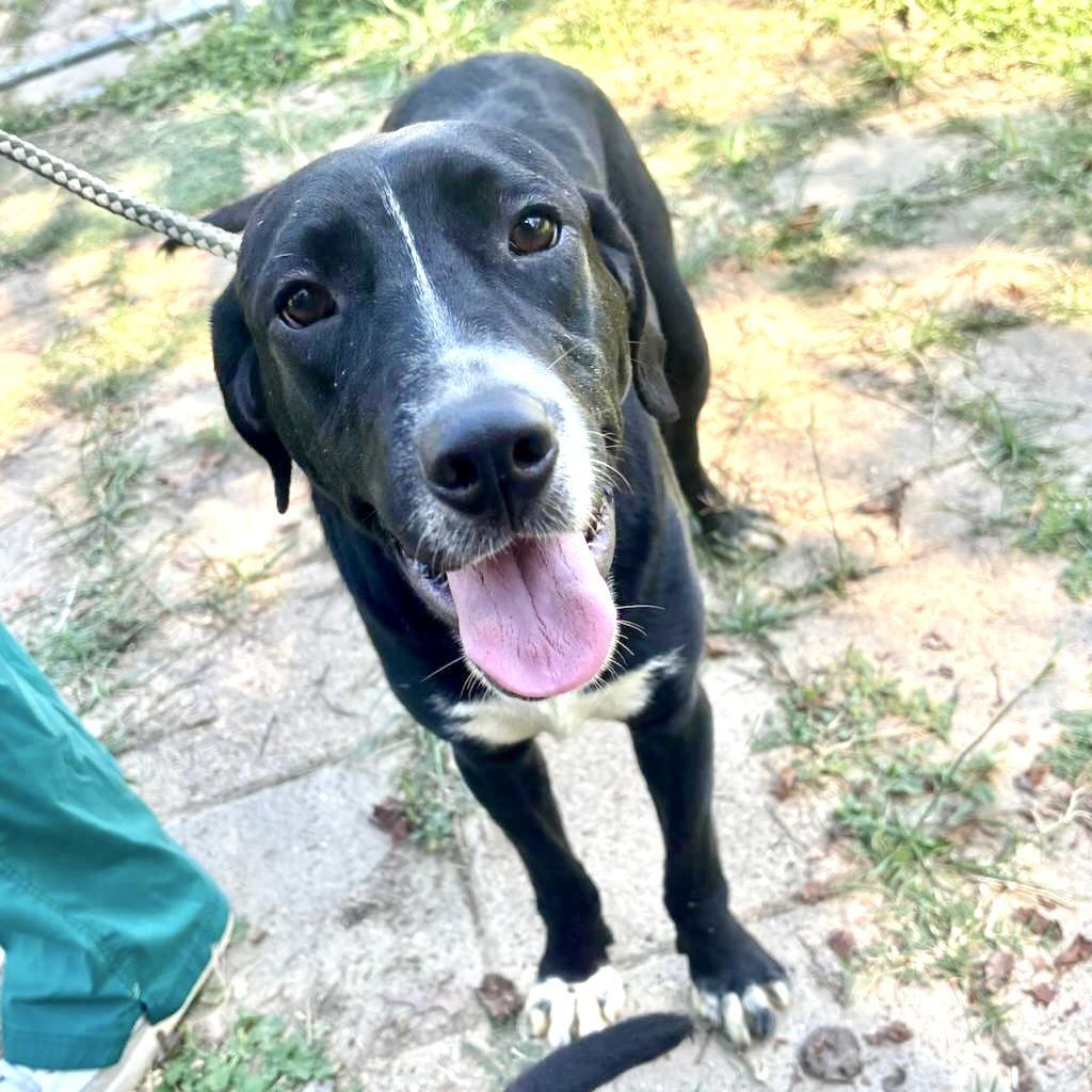 Fletch, an adoptable Labrador Retriever in Livingston, TX, 77351 | Photo Image 2