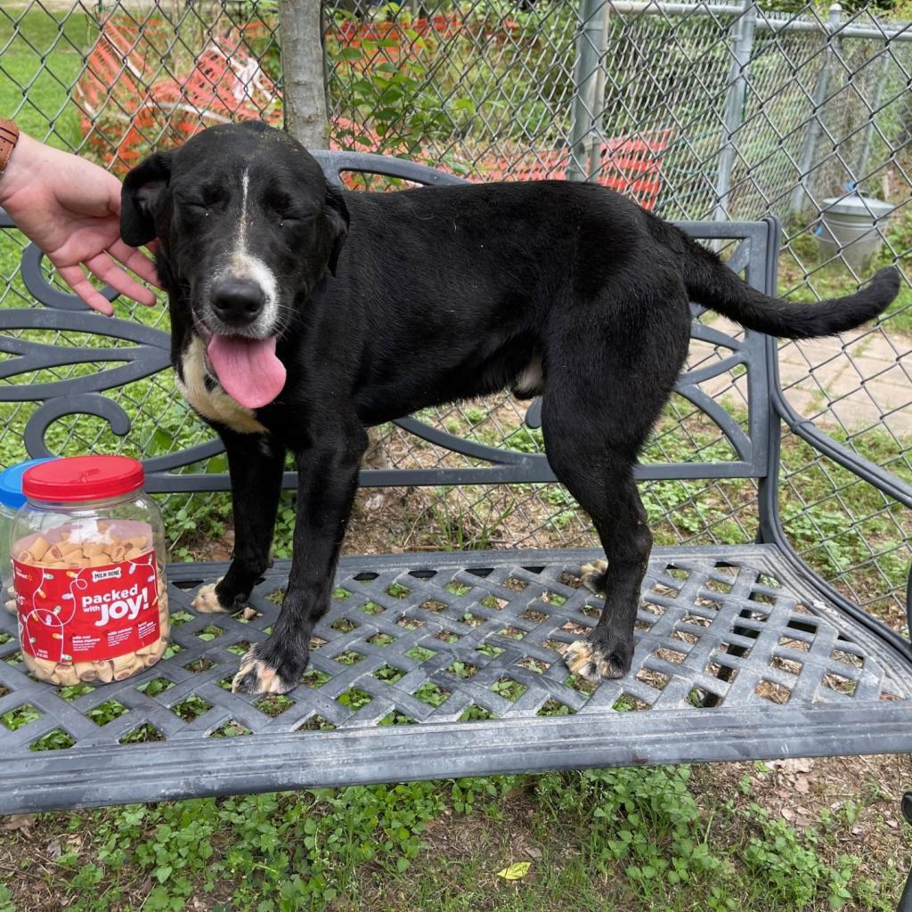 Fletch, an adoptable Labrador Retriever in Livingston, TX, 77351 | Photo Image 3