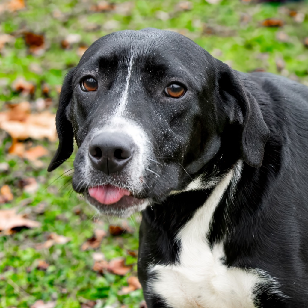 Fletch, an adoptable Labrador Retriever in Livingston, TX, 77351 | Photo Image 4