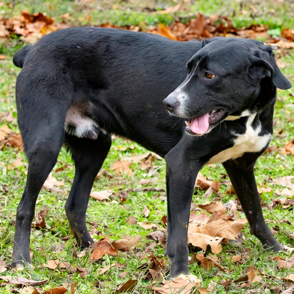 Fletch, an adoptable Labrador Retriever in Livingston, TX, 77351 | Photo Image 5