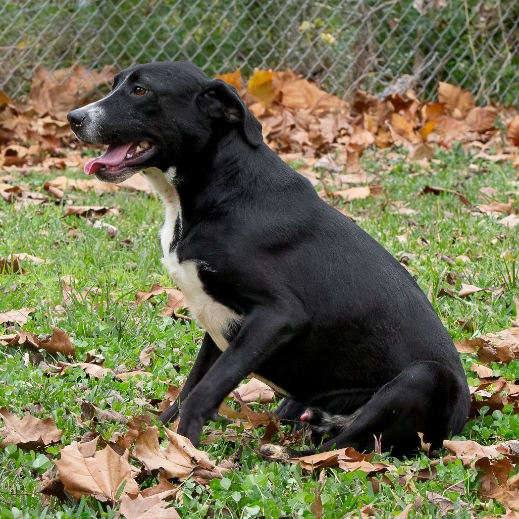 Fletch, an adoptable Labrador Retriever in Livingston, TX, 77351 | Photo Image 6