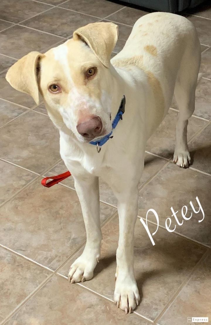 Petey - Precious Pup! 2