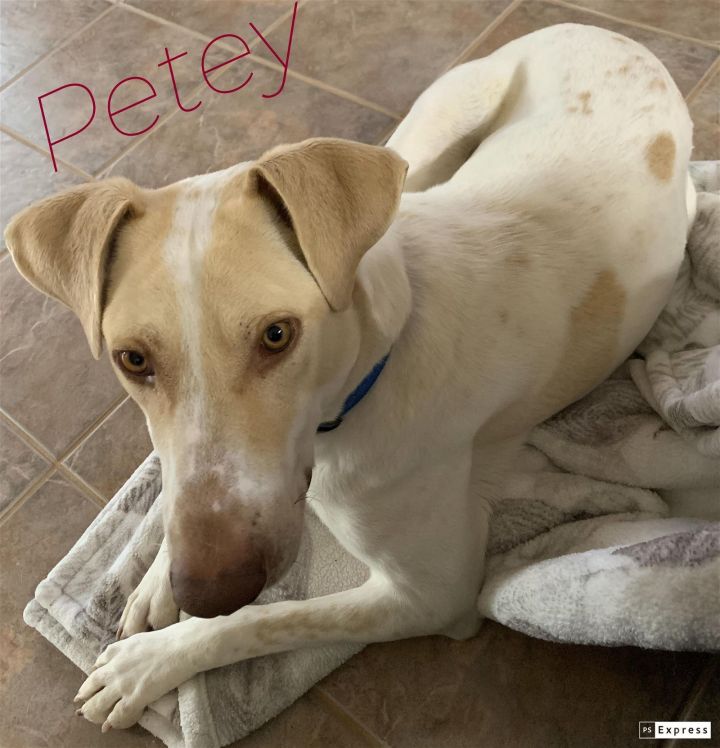 Petey - Precious Pup! 3