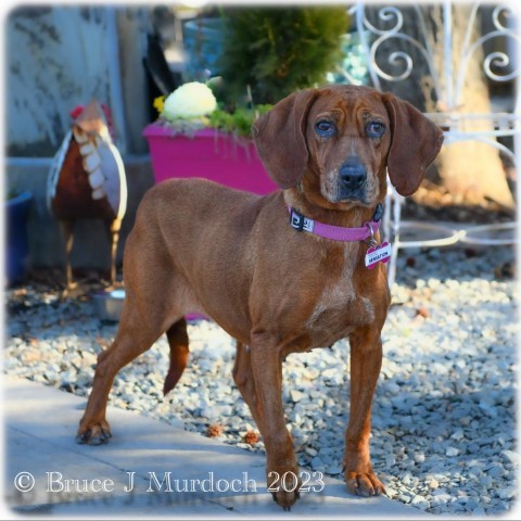 Sensation, an adoptable Bloodhound in Wake Forest, NC, 27587 | Photo Image 1