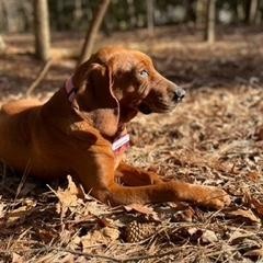 Sensation, an adoptable Bloodhound in Wake Forest, NC, 27587 | Photo Image 5