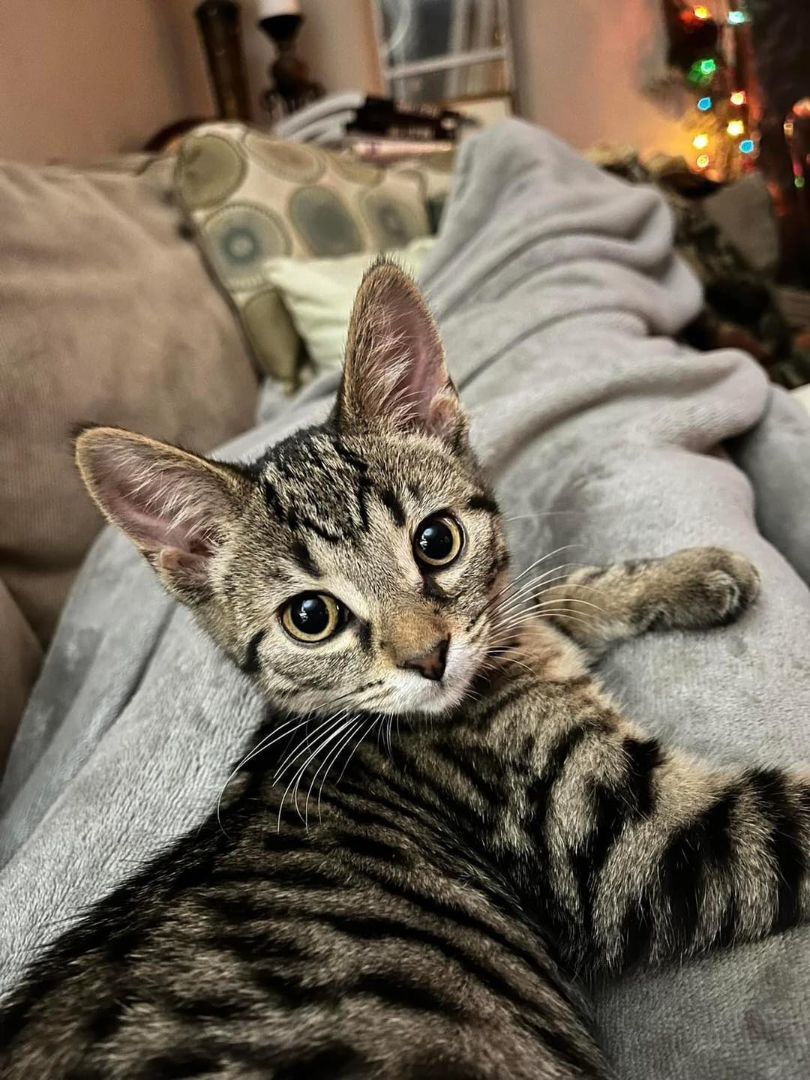 Cat for adoption Scamp a Tabby in Indianapolis IN Petfinder