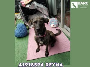 Meet Reyna Reyna is wonderful she gets along well with other dogs well with cats she is good wit