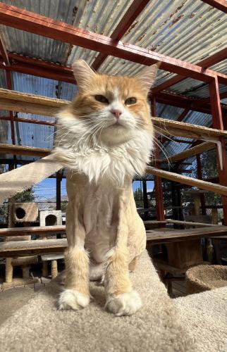 Goldie, an adoptable Domestic Long Hair in Carson City, NV, 89701 | Photo Image 7