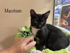 Macchiato Domestic Short Hair Cat