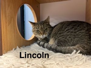 Lincoln Domestic Short Hair Cat