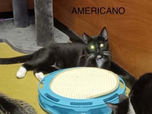 Americano Domestic Short Hair Cat