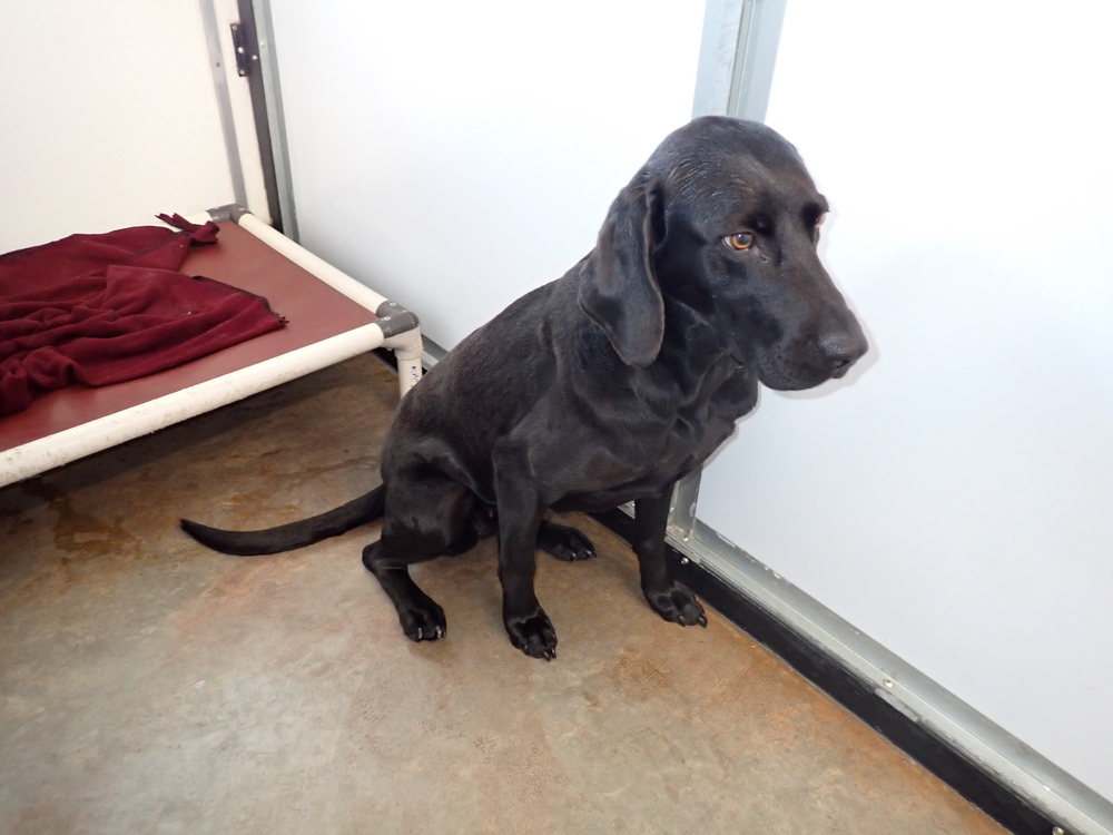 Sadie, an adoptable Labrador Retriever, Weimaraner in Challis, ID, 83226 | Photo Image 1