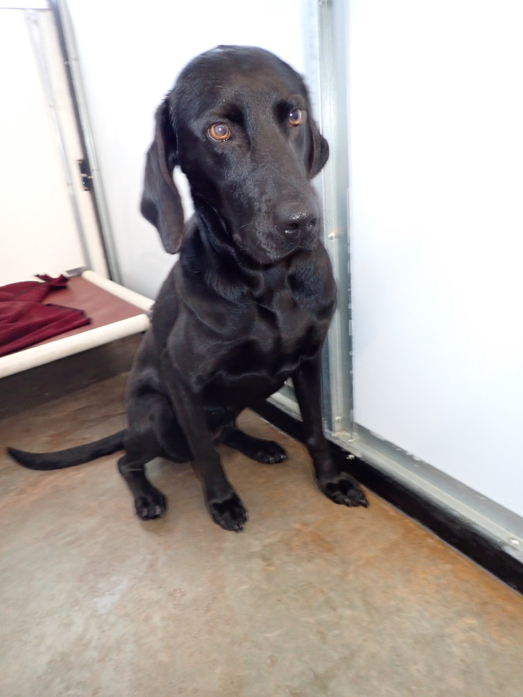 Sadie, an adoptable Labrador Retriever, Weimaraner in Challis, ID, 83226 | Photo Image 2