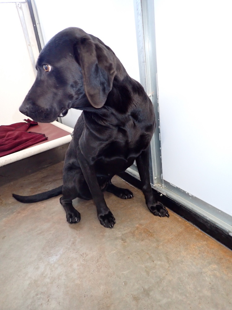 Sadie, an adoptable Labrador Retriever, Weimaraner in Challis, ID, 83226 | Photo Image 3