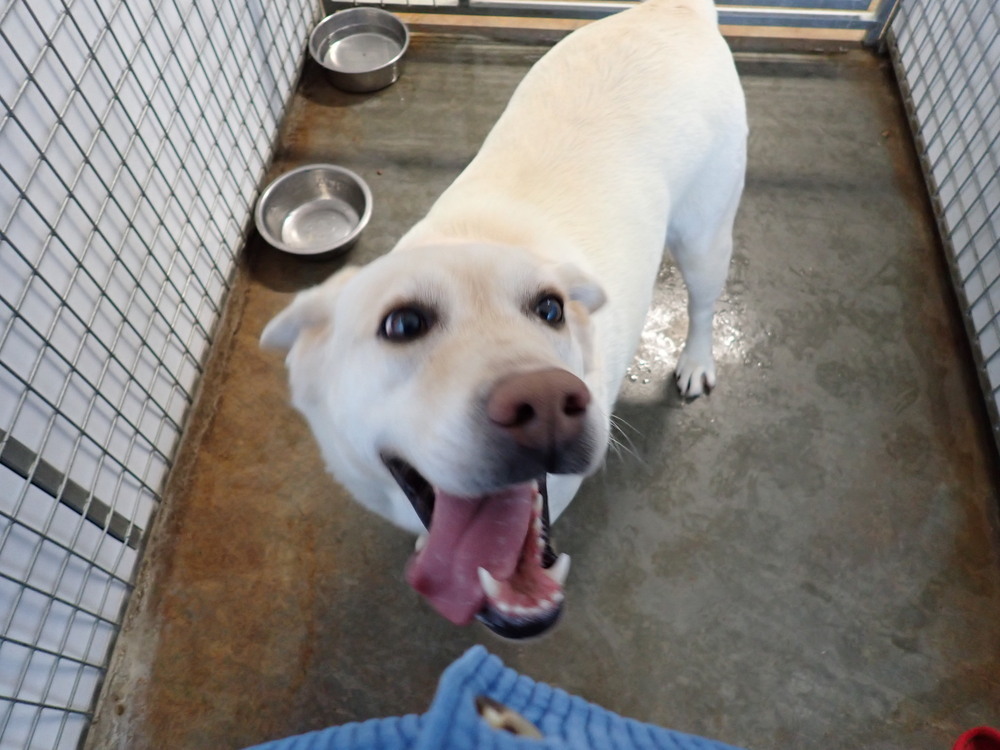 Kaley, an adoptable Labrador Retriever in Challis, ID, 83226 | Photo Image 1