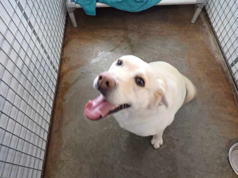 Kaley, an adoptable Labrador Retriever in Challis, ID, 83226 | Photo Image 2