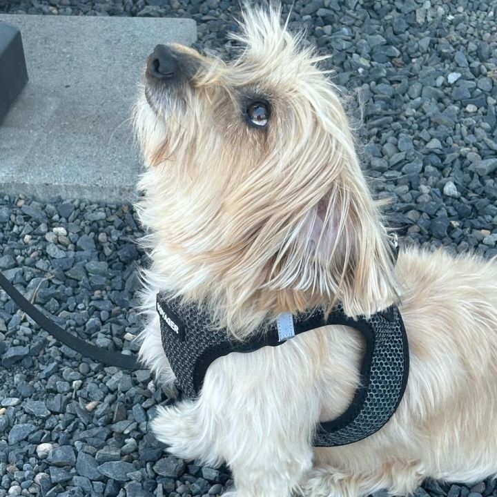 Long haired dachshund yorkie 2024 mix