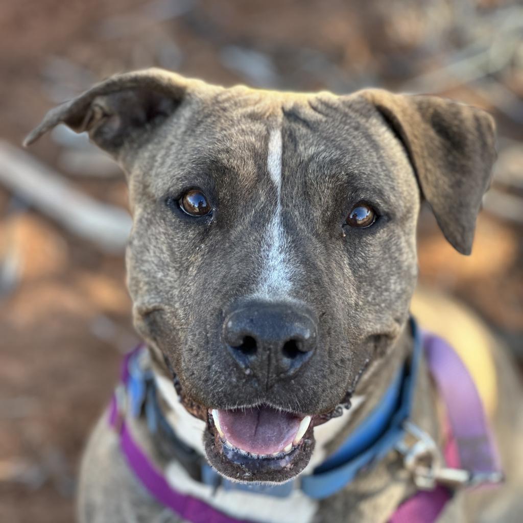 Lennie, an adoptable Pit Bull Terrier in Kanab, UT, 84741 | Photo Image 1