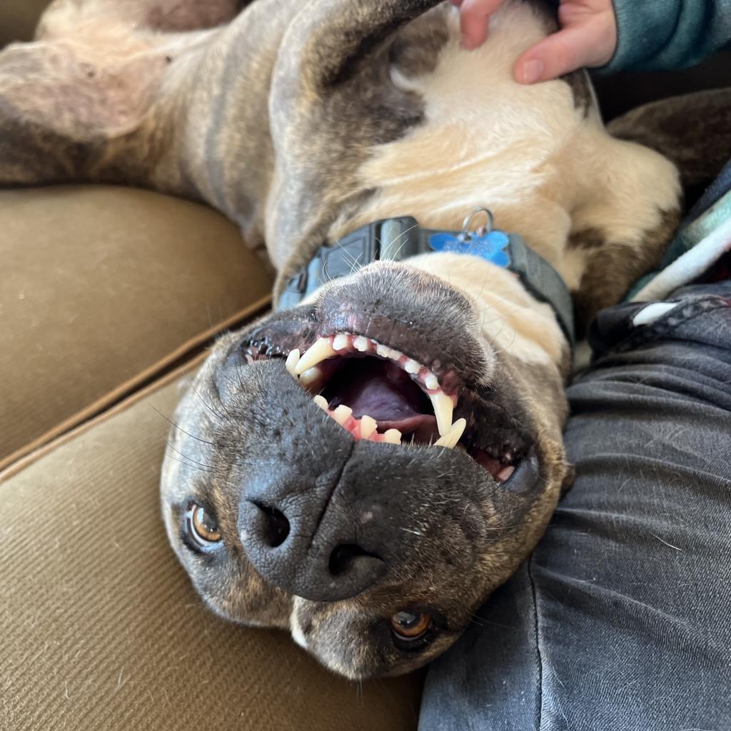 Lennie, an adoptable Pit Bull Terrier in Kanab, UT, 84741 | Photo Image 2