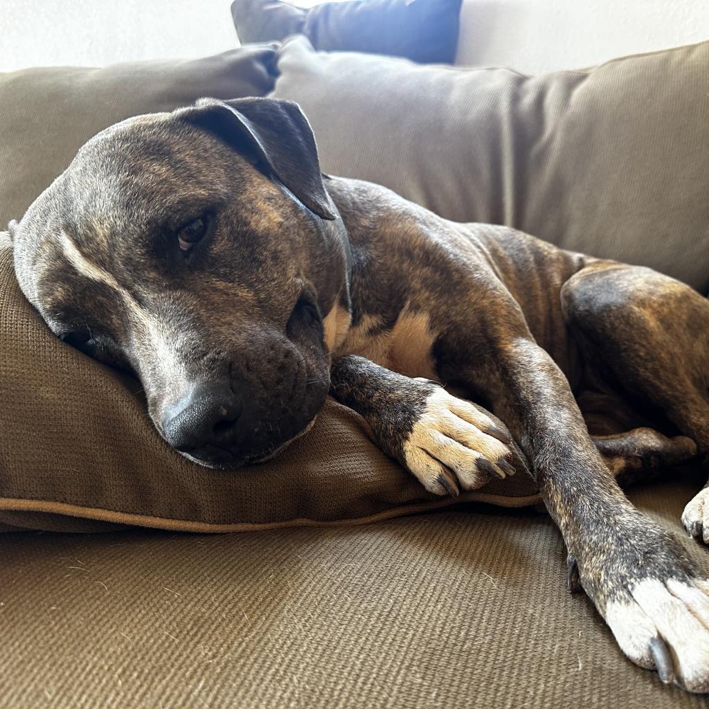 Lennie, an adoptable Pit Bull Terrier in Kanab, UT, 84741 | Photo Image 3