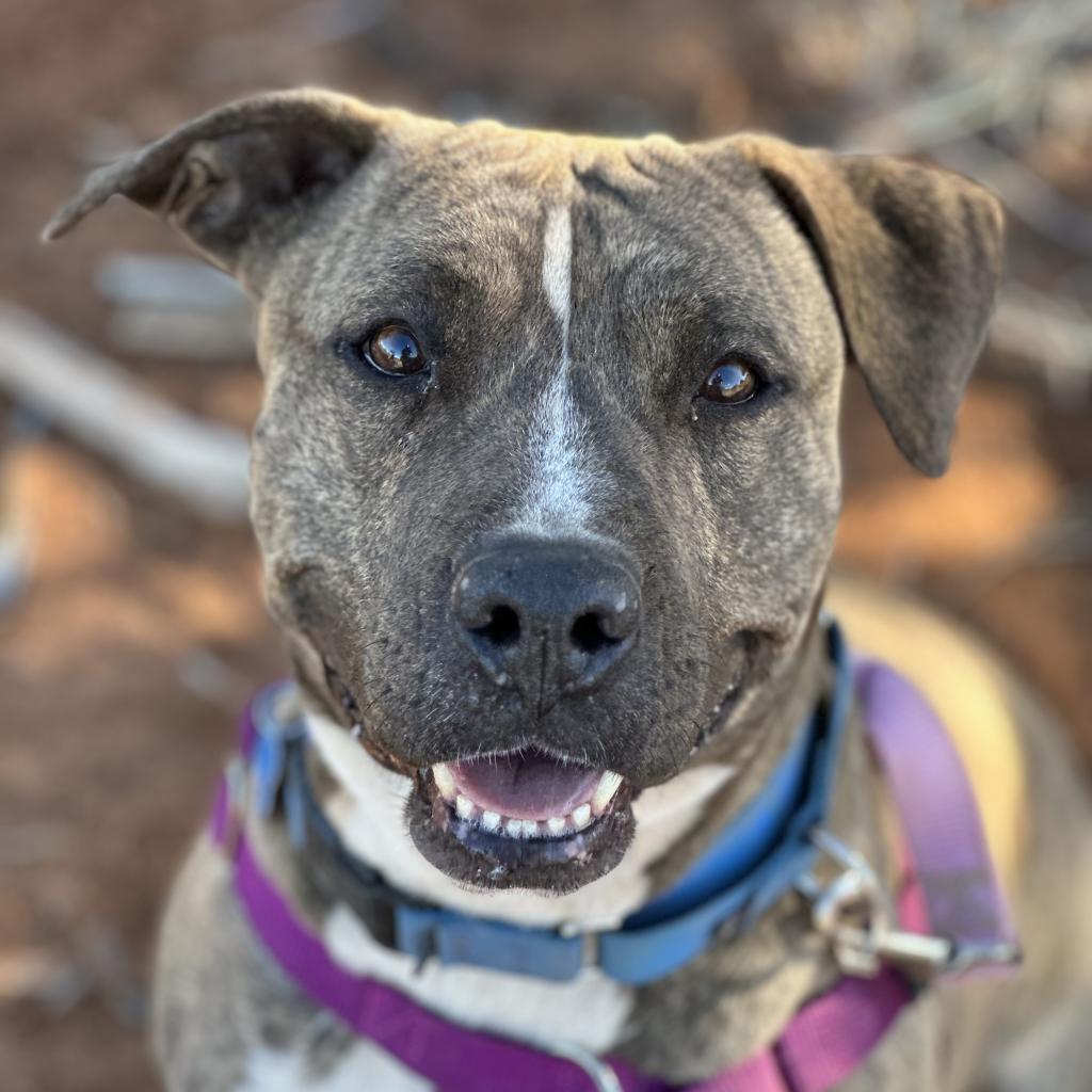Lennie, an adoptable Pit Bull Terrier in Kanab, UT, 84741 | Photo Image 4