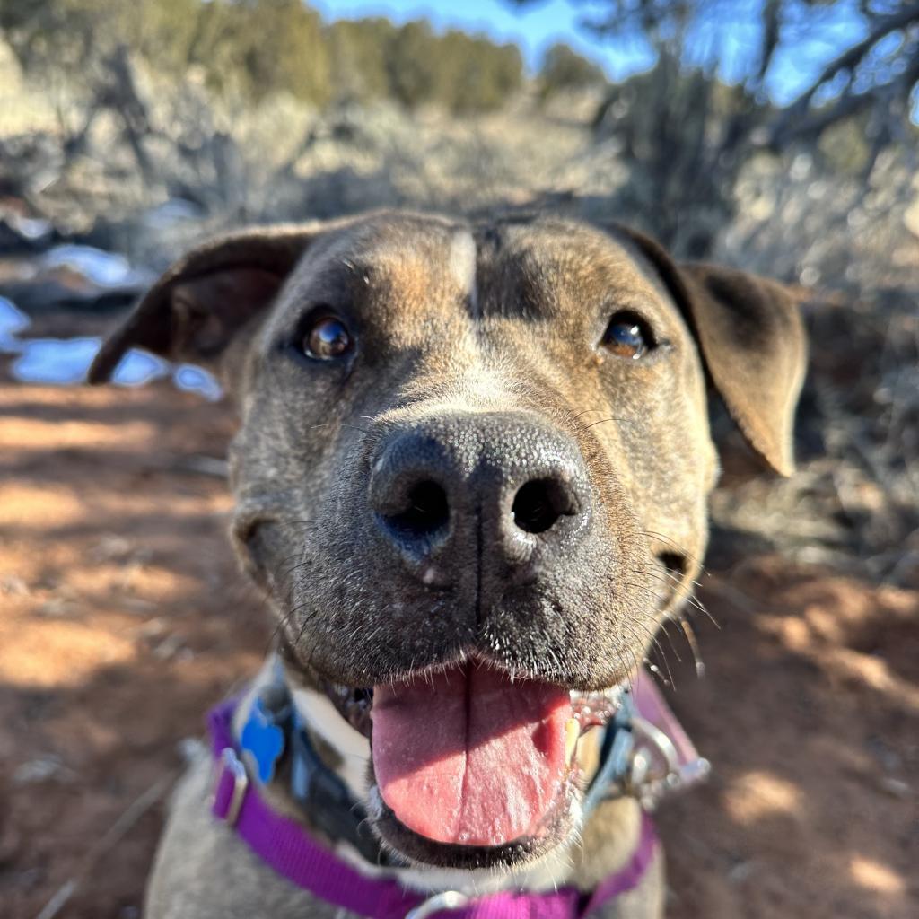 Lennie, an adoptable Pit Bull Terrier in Kanab, UT, 84741 | Photo Image 5